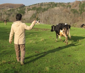 在牧场 追牛体验