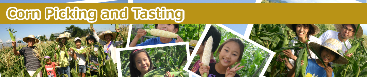 Corn Picking and Tasting