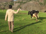 牧場で牛追い体験