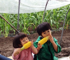 玉米收穫試吃體驗