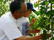 哈密瓜,玉米,番茄收穫試吃體驗