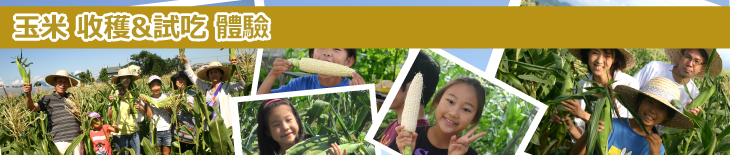 玉米收穫試吃體驗